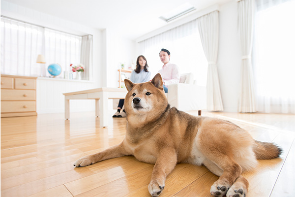 リビングで横になる犬